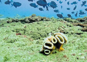 തിരുവനന്തപുരത്തെ കടലിന്നടിത്തട്ടിൽ പുതിയ പവിഴജീവി മേഖല കണ്ടെത്തി എഫ്.എം.എൽ; സർക്കാർ കടലിനടിയിലെ ജൈവ മേഖലകൾ മാപ് ചെയ്യണമെന്നാവശ്യം