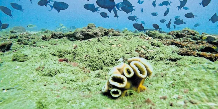 തിരുവനന്തപുരത്തെ കടലിന്നടിത്തട്ടിൽ പുതിയ പവിഴജീവി മേഖല കണ്ടെത്തി എഫ്.എം.എൽ; സർക്കാർ കടലിനടിയിലെ ജൈവ മേഖലകൾ മാപ് ചെയ്യണമെന്നാവശ്യം