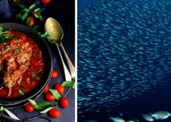 കപ്പലപകടം; പരിശോധനയ്ക്കായി ശേഖരിച്ച കടൽ മത്സ്യ സാംപിളുകൾ ഭക്ഷ്യയോഗ്യമാണെന്നു സെൻട്രൽ ഇൻസ്റ്റിറ്റ്യൂട്ട് ഓഫ് ഫിഷറീസ് ടെക്നോളജി