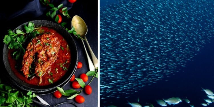 കപ്പലപകടം; പരിശോധനയ്ക്കായി ശേഖരിച്ച കടൽ മത്സ്യ സാംപിളുകൾ ഭക്ഷ്യയോഗ്യമാണെന്നു സെൻട്രൽ ഇൻസ്റ്റിറ്റ്യൂട്ട് ഓഫ് ഫിഷറീസ് ടെക്നോളജി