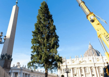 വത്തിക്കാനിൽ ക്രിസ്തുമസ് ട്രീ ഉയര്ത്തി; പുല്ക്കൂടിന് ഒരുക്കങ്ങള് നടക്കുന്നു