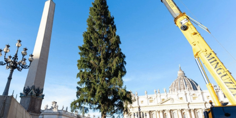 വത്തിക്കാനിൽ ക്രിസ്തുമസ് ട്രീ ഉയര്‍ത്തി; പുല്‍ക്കൂടിന് ഒരുക്കങ്ങള്‍ നടക്കുന്നു